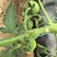 甘肃产区精品草莓番茄，全国高货