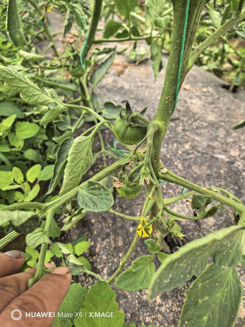 甘肃产区精品草莓番茄，全国高货