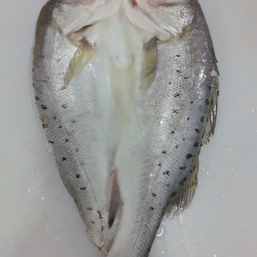 开背鲈鱼1.5-1.7每条，3条包邮