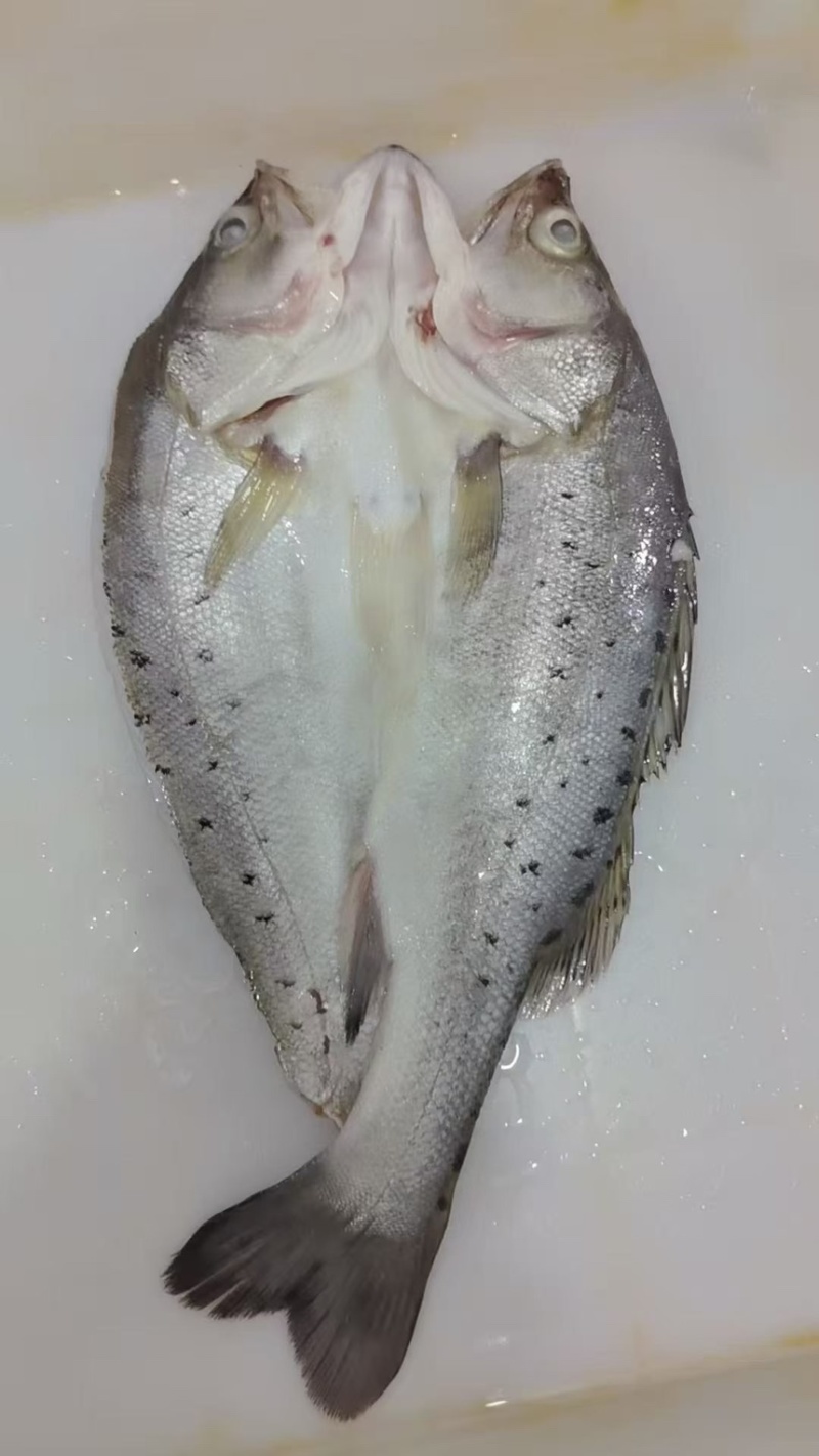 开背鲈鱼1.5-1.7每条，3条包邮