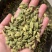 绿豆蔻各规格