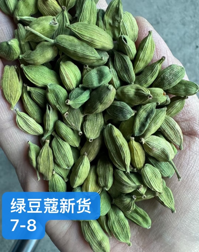 绿豆蔻各规格