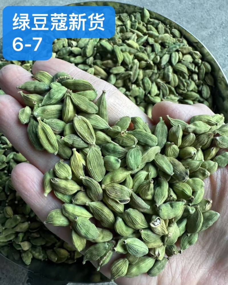 绿豆蔻各规格