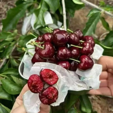 天水大樱桃