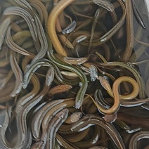 野生黄鳝