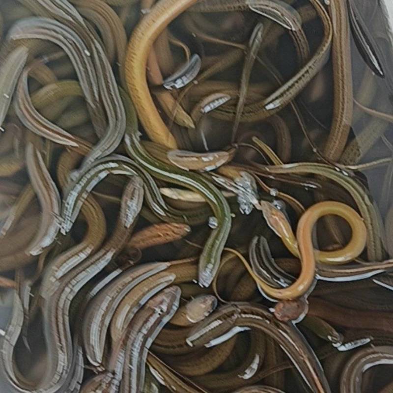 野生黄鳝