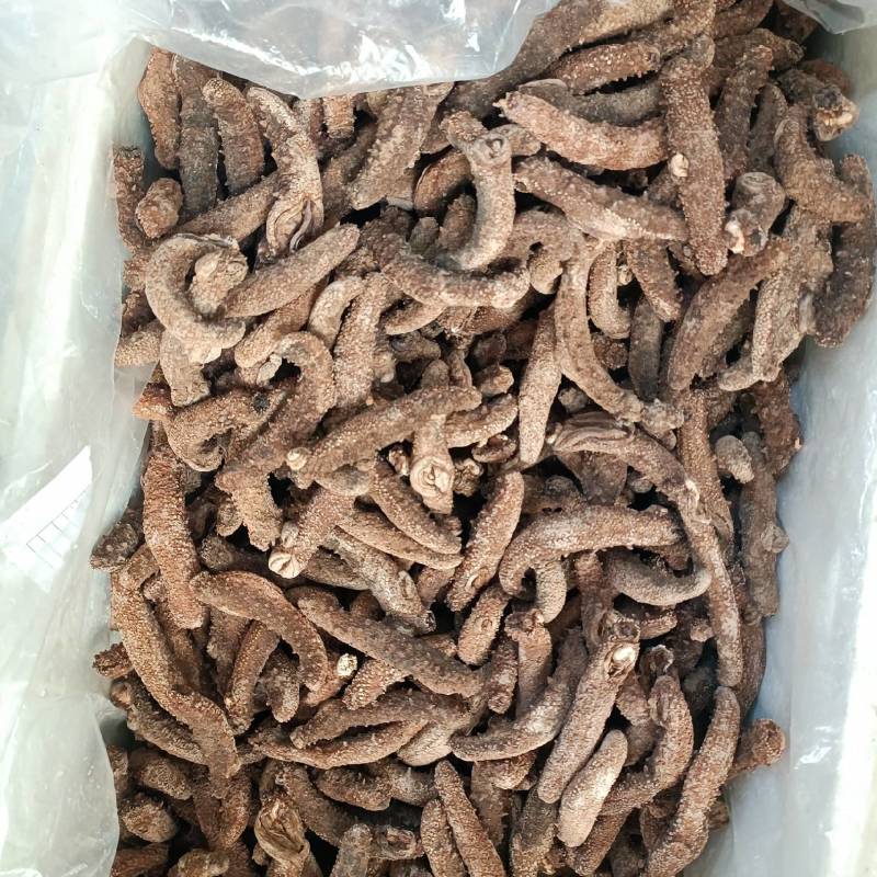 美国海参红参