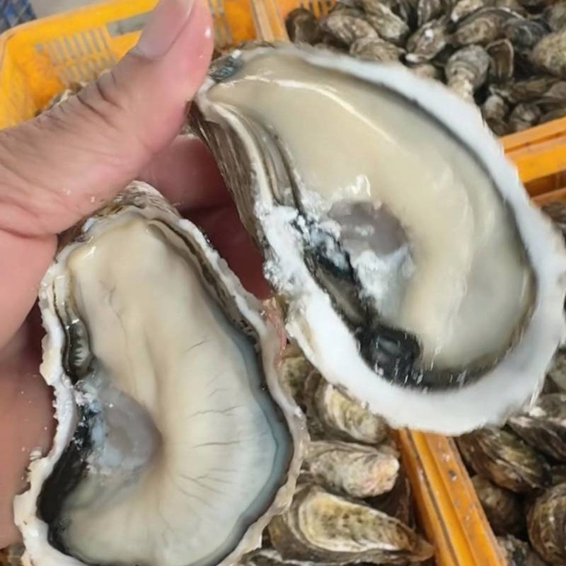 三倍体生蚝产地直销，规格齐全，期待以各大档口、店铺商家合
