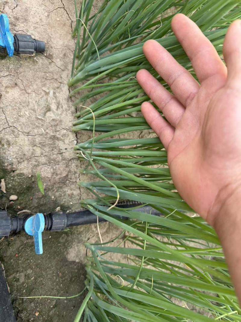 山东潍坊铁杆大葱苗产地直供保质保量可代育葱苗洋葱苗