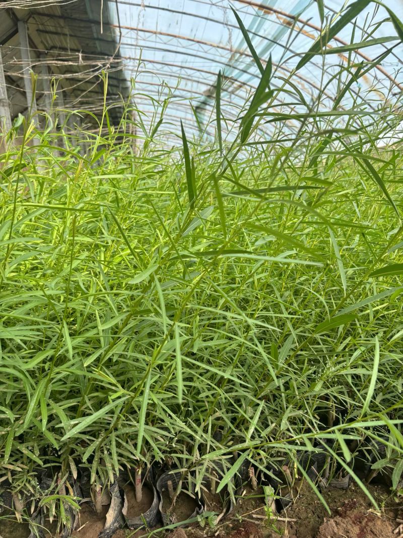 沙柳，营养杯沙柳大量批发