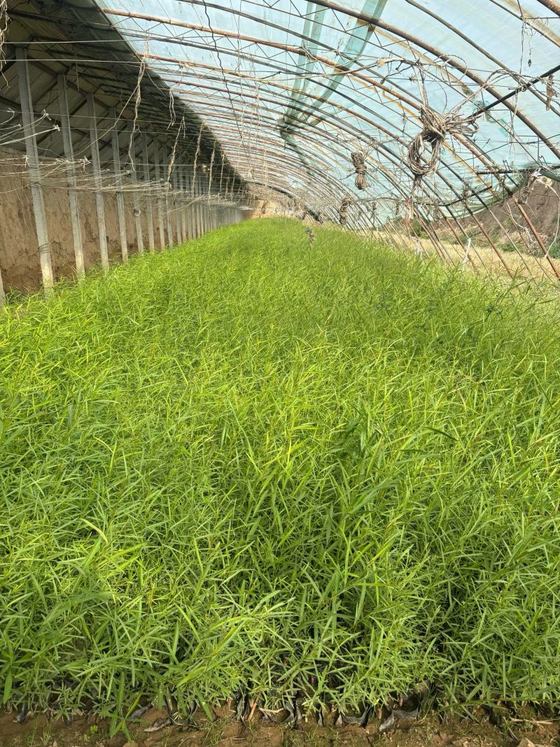 沙柳，营养杯沙柳大量批发
