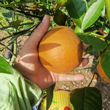 广西夏橙