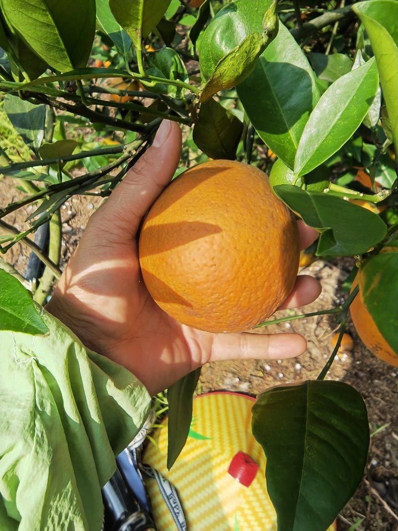 广西夏橙