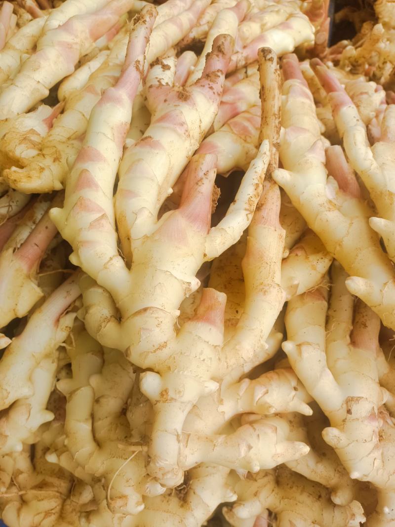 生姜，100万斤等你来拿，联系上我，让老板满意回家