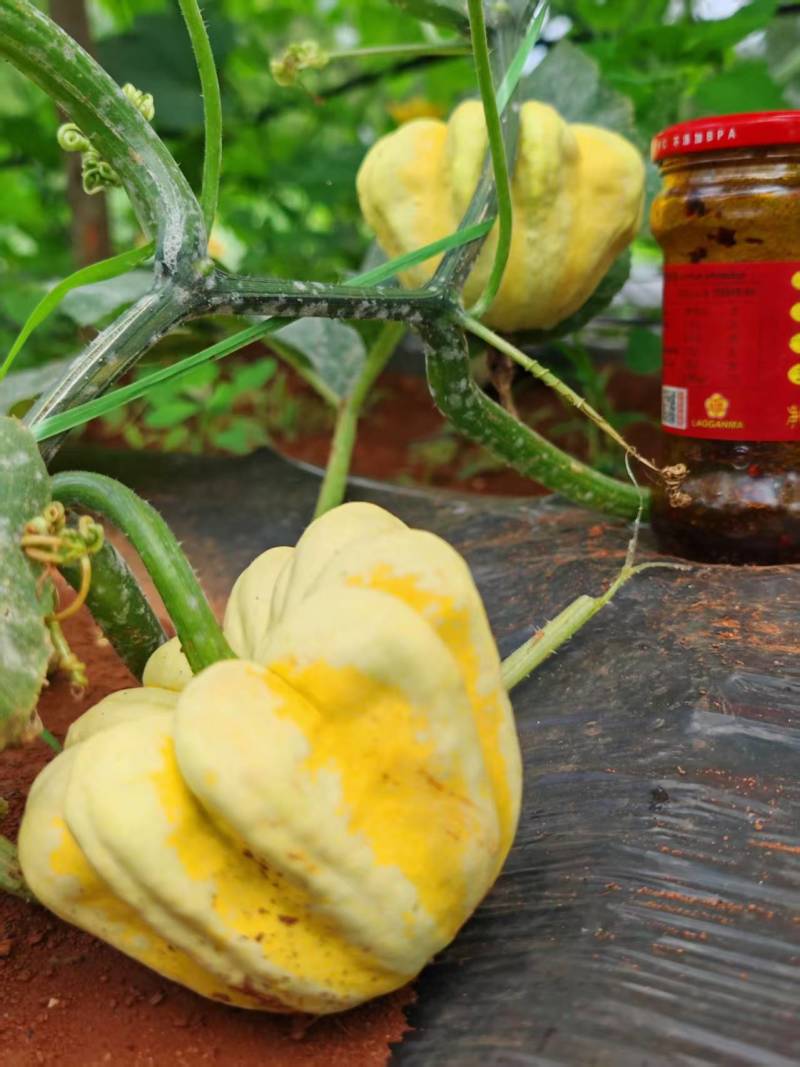 墨西哥葫芦精品批发