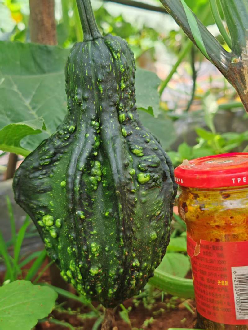 墨西哥葫芦精品批发