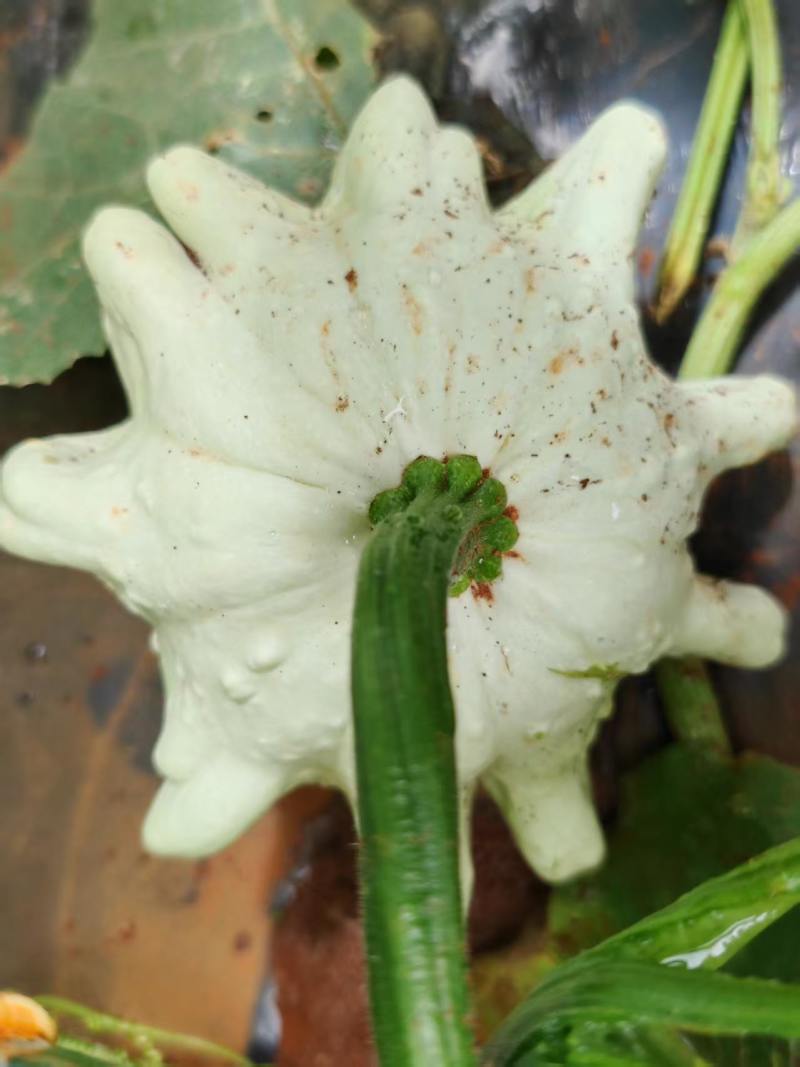 墨西哥葫芦精品批发