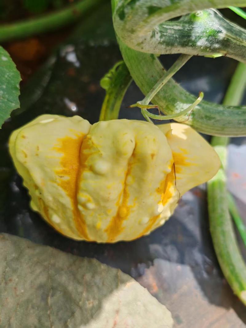 墨西哥葫芦精品批发
