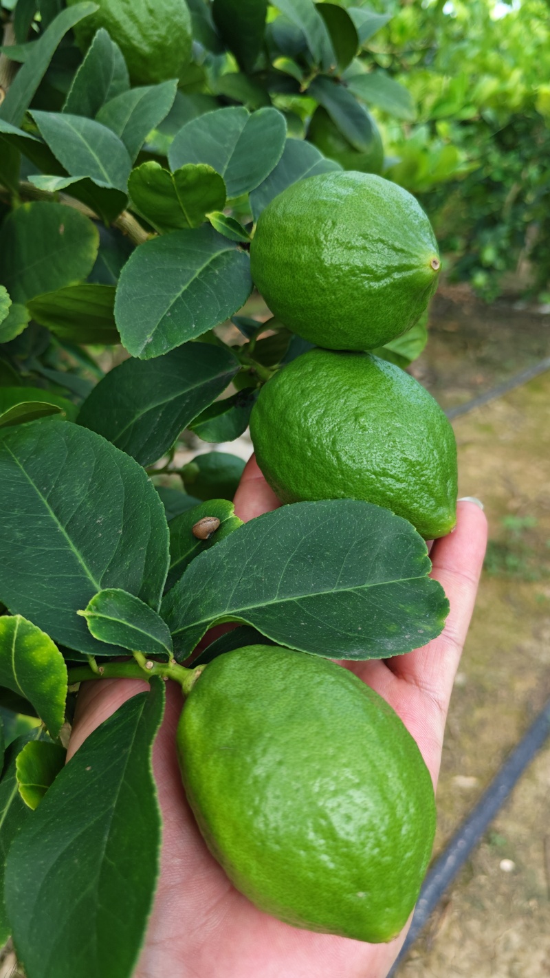 香水柠檬，广东自有产地，工厂分选，对接全国合作供应。
