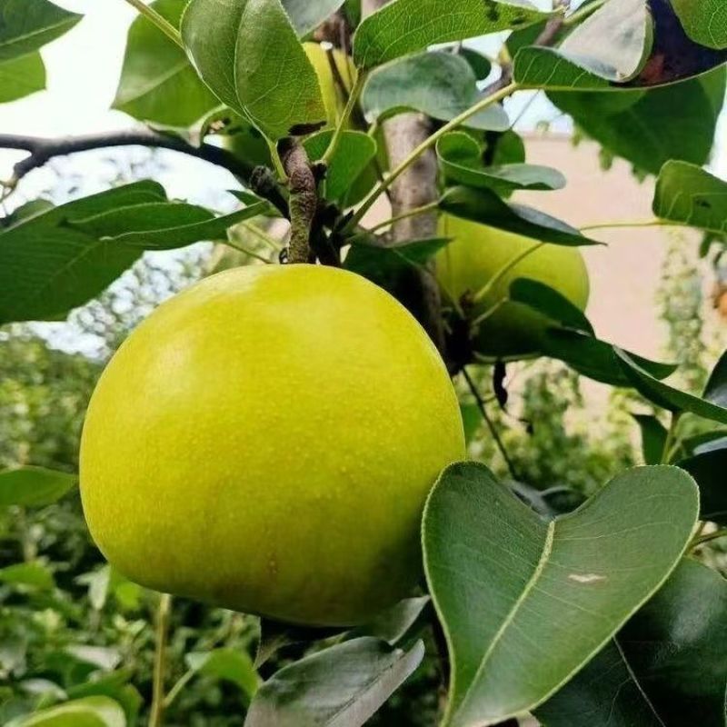 精选酥脆一号梨湖北基地直供质量保证货源充足全国发货