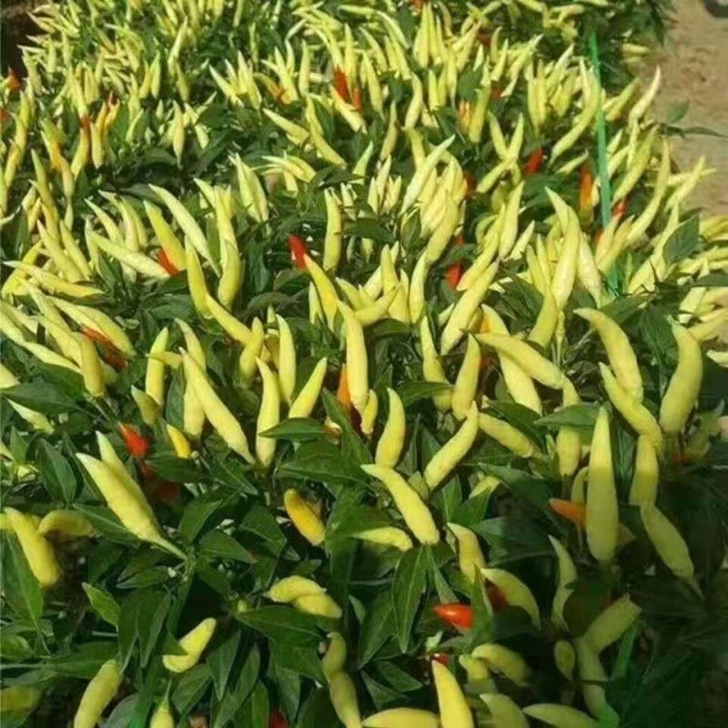 精品白米椒自家种植一件代发快递包邮品质保证