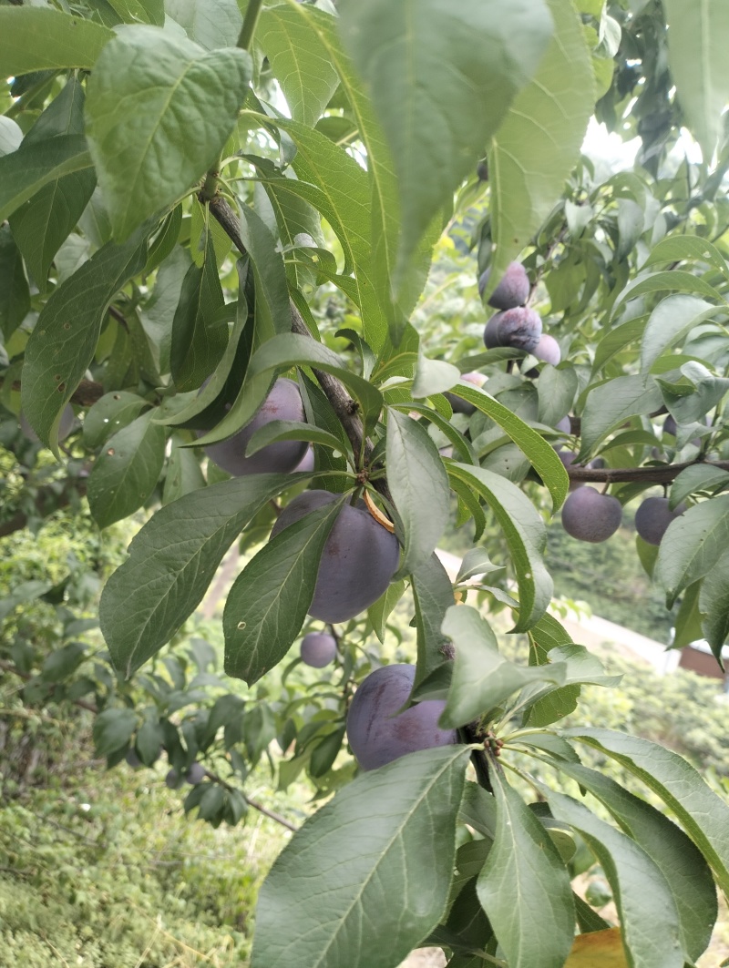五月脆大量供应