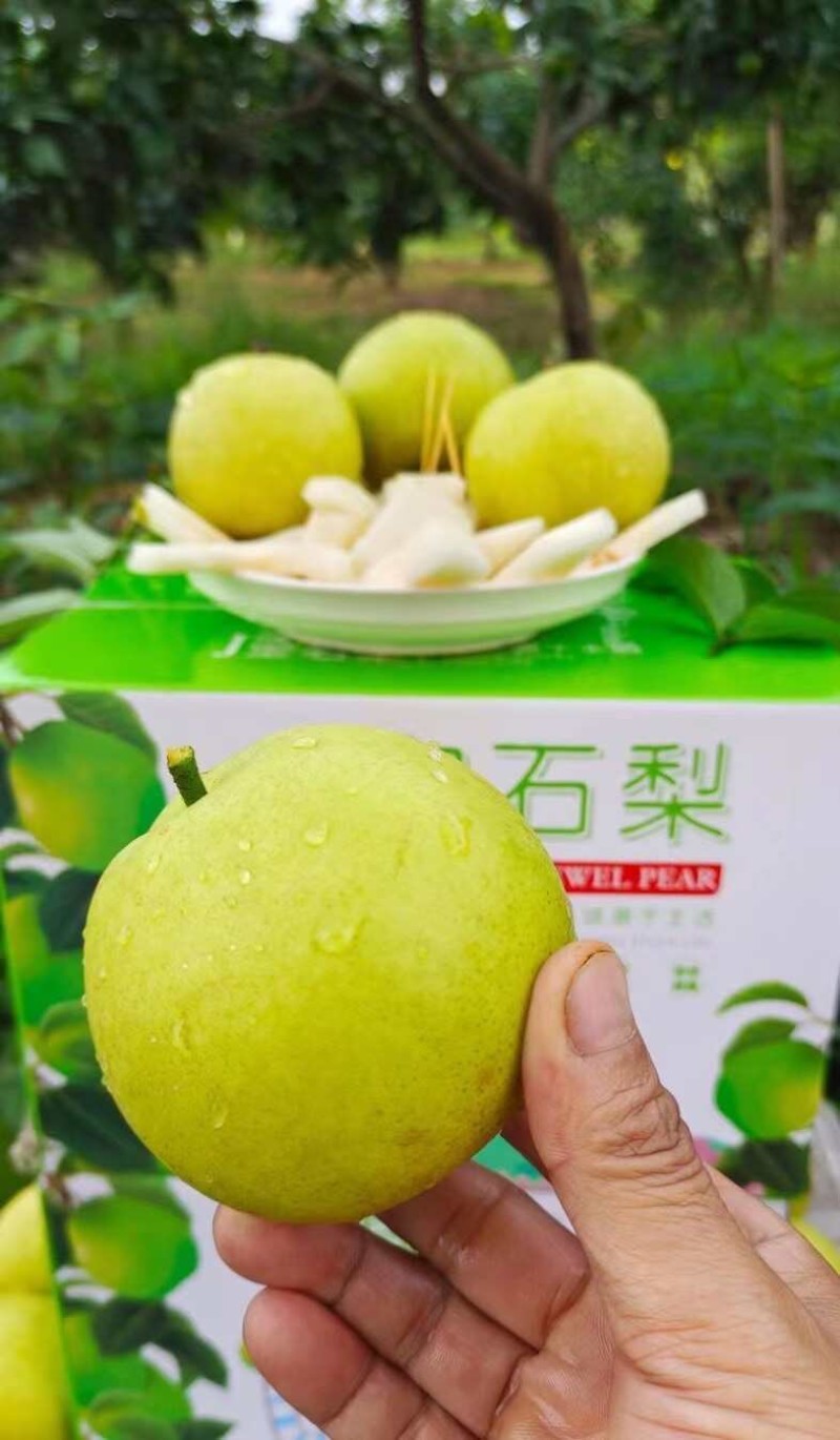 酥脆一号梨青苹果梨苏翠一号承接商超电商代发全国