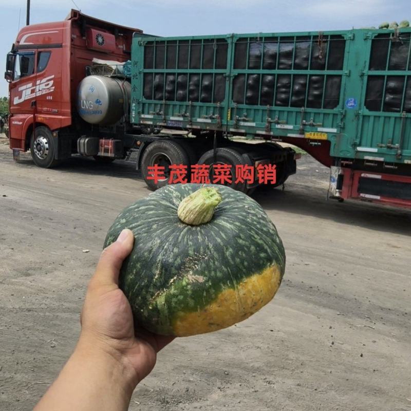 板栗南瓜花板栗黑板栗贝贝南瓜大量上市
