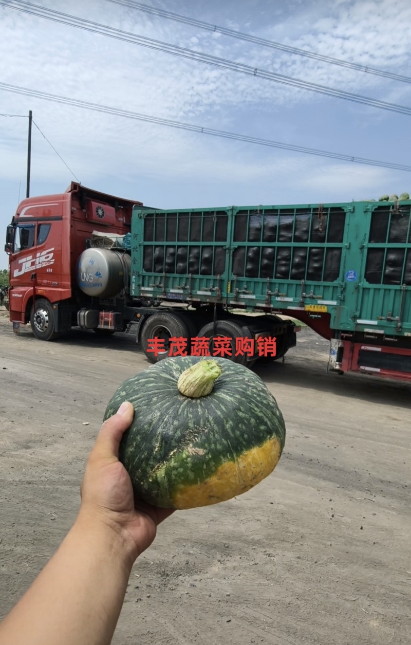 板栗南瓜花板栗黑板栗贝贝南瓜大量上市