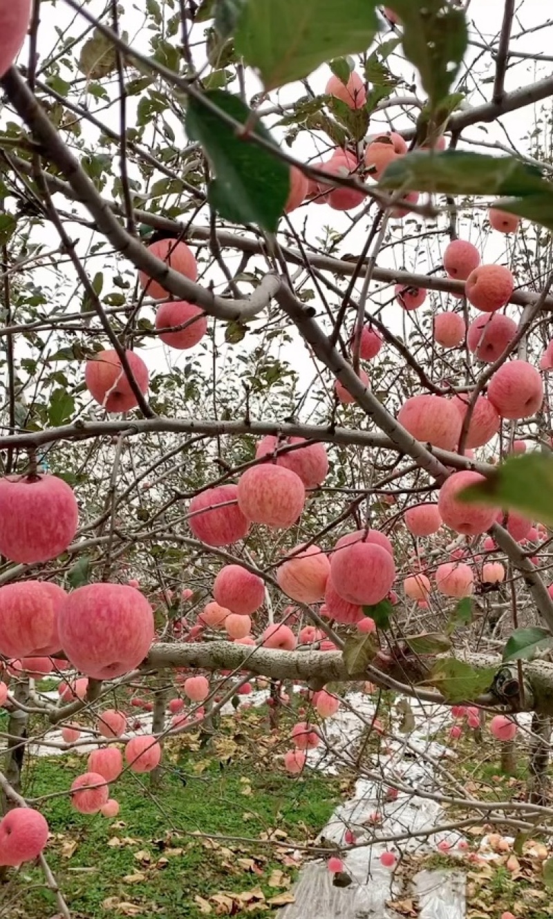 陕西苹果(秦阳，富士，嘎啦等)，果农产地直采
