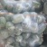 河南水果冬瓜,上午采摘,下午装车,价格优惠