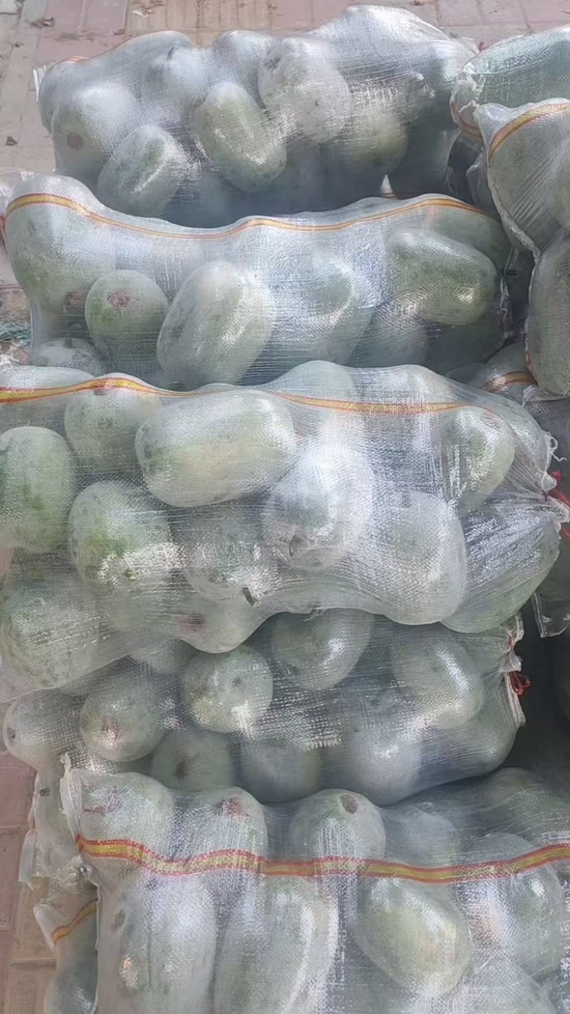 河南水果冬瓜，上午采摘，下午装车，价格优惠