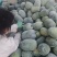 河南水果冬瓜,上午采摘,下午装车,价格优惠