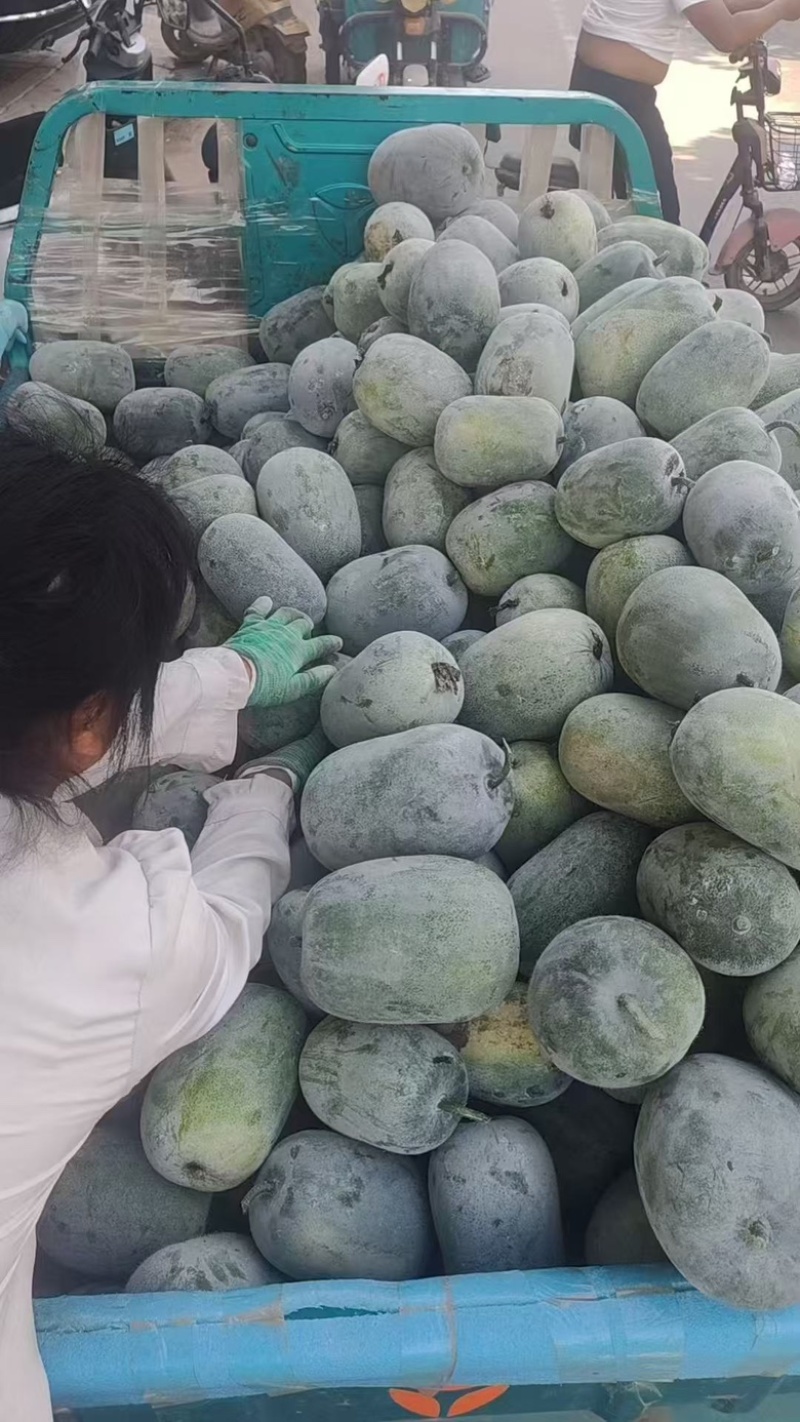 河南水果冬瓜，上午采摘，下午装车，价格优惠