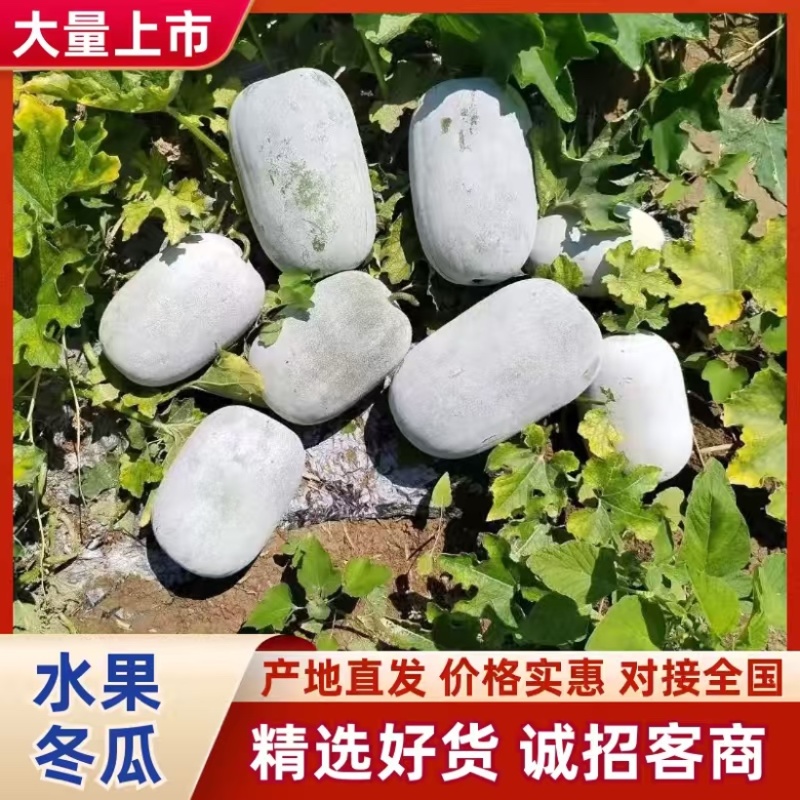 河南水果冬瓜，上午采摘，下午装车，价格优惠