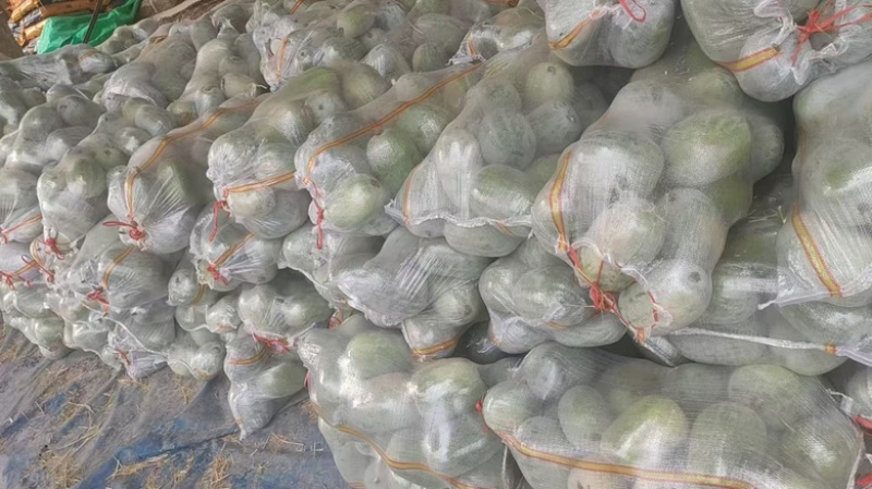 河南水果冬瓜，上午采摘，下午装车，价格优惠