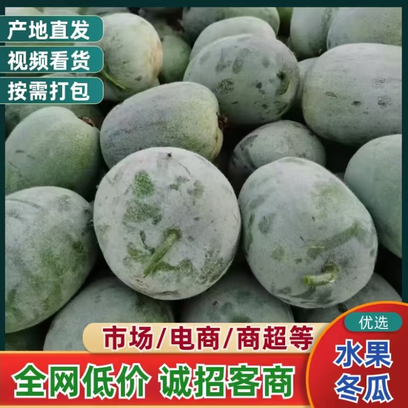 河南水果冬瓜，上午采摘，下午装车，价格优惠