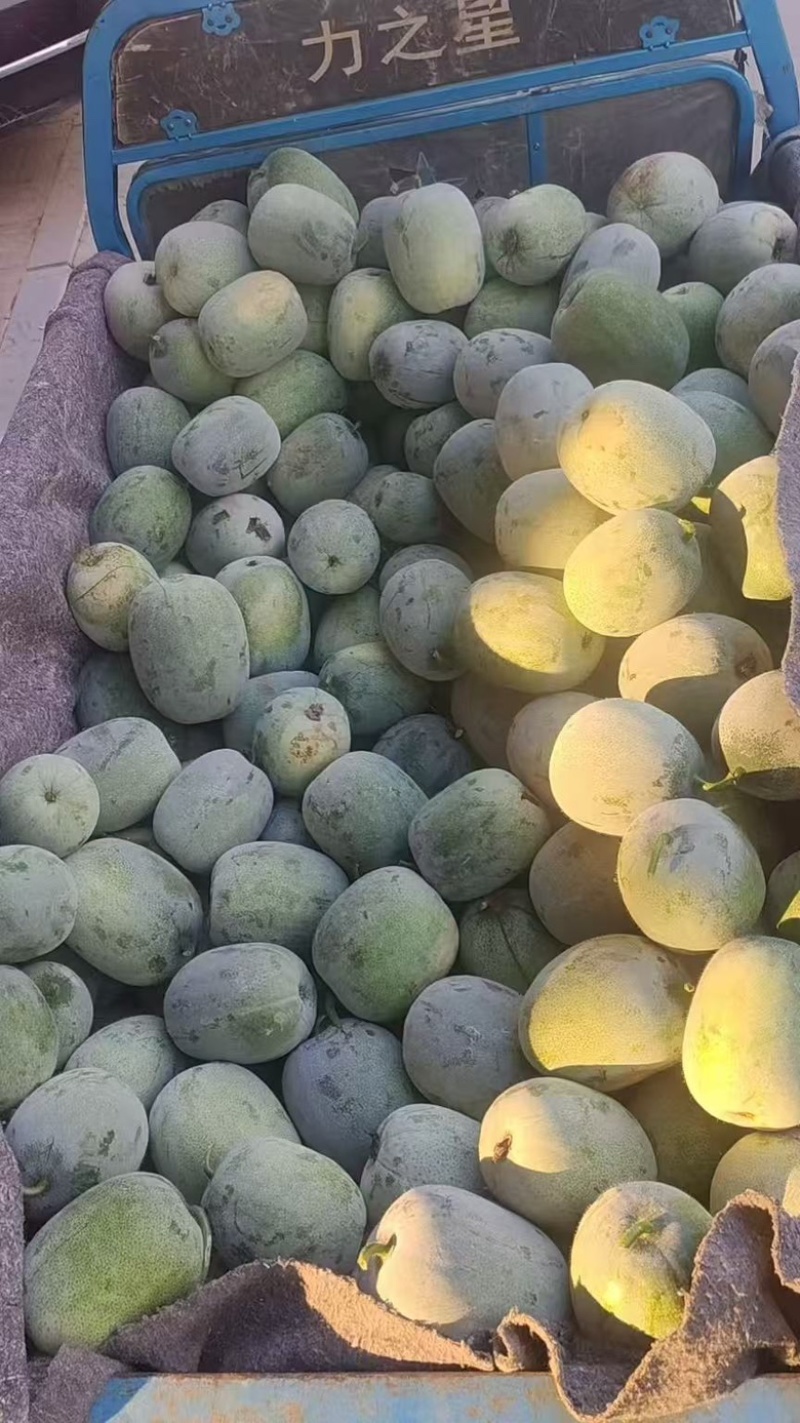 河南水果冬瓜，上午采摘，下午装车，价格优惠