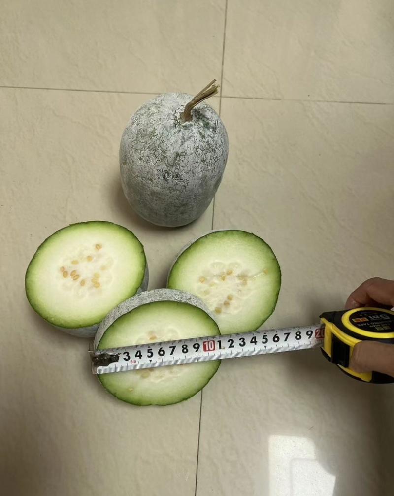 河南水果冬瓜，上午采摘，下午装车，价格优惠