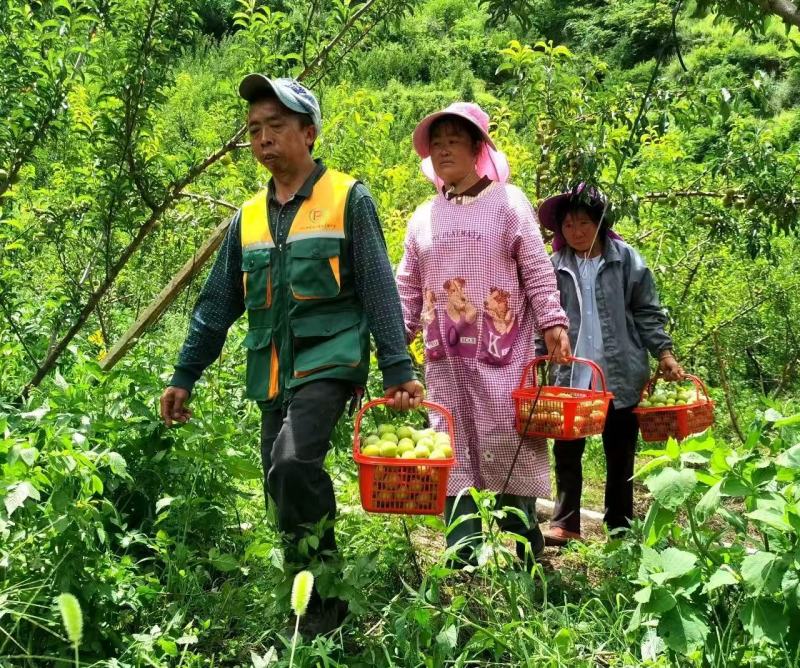 贵州蜂糖李