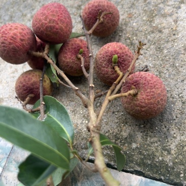 黑叶荔枝