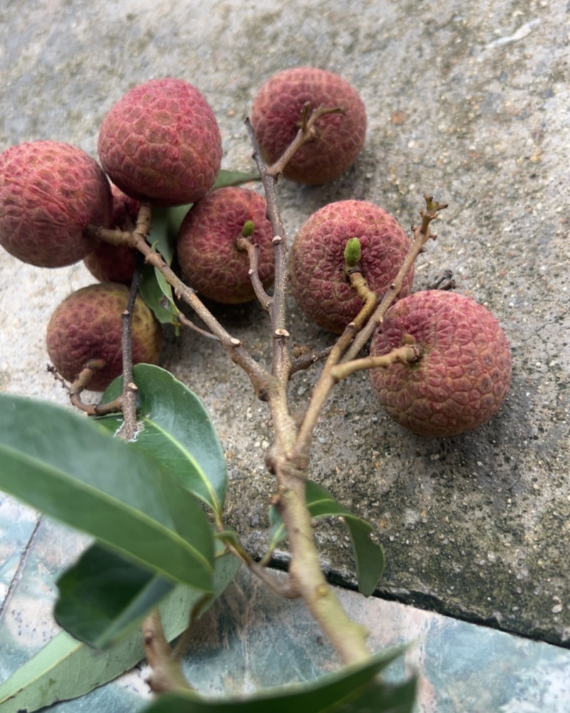 黑叶荔枝