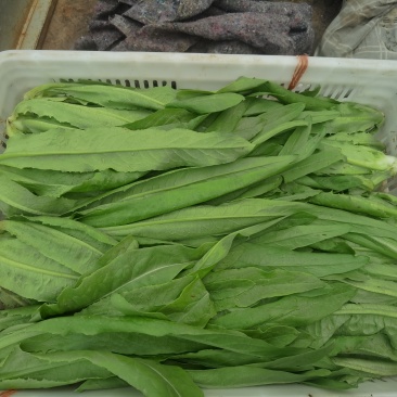 油麦菜