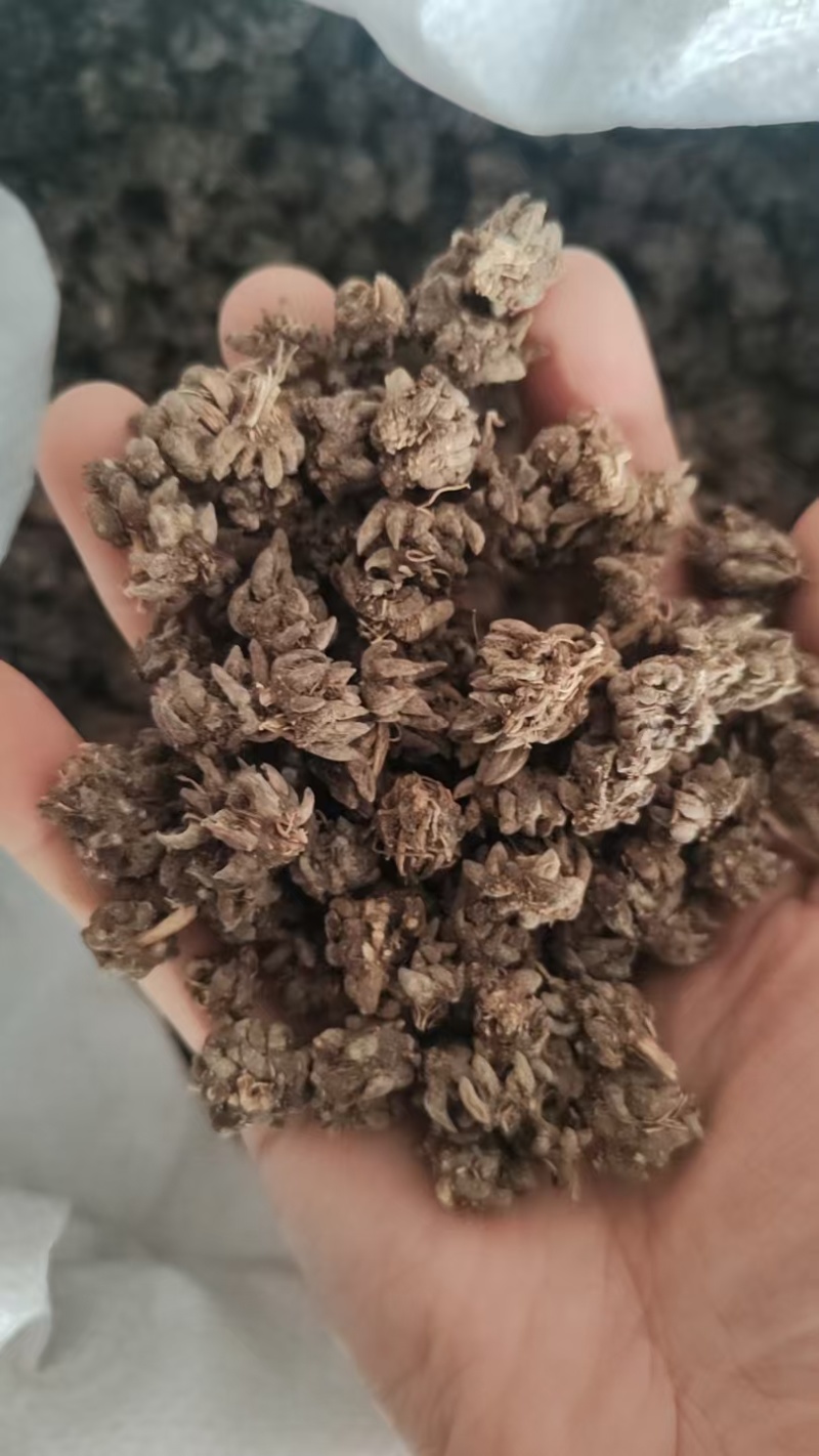 批发家种猫爪草中粒货，一手货源，诚信经营，感谢您的信任。