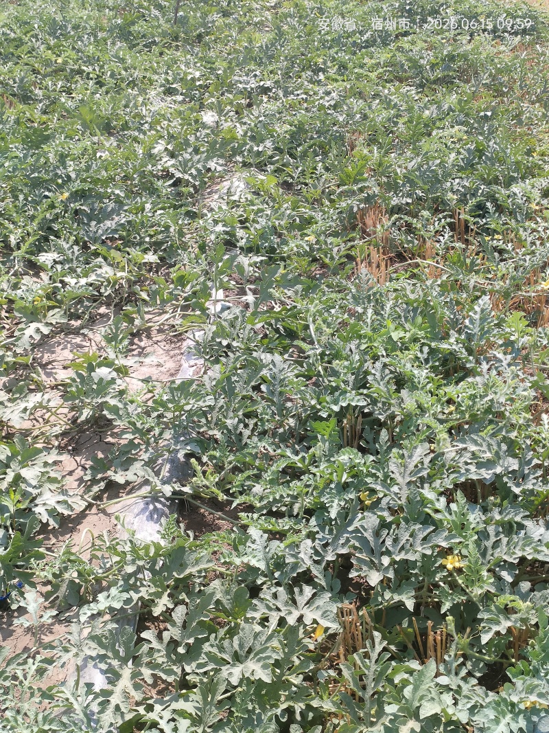 西红柿现货速发，物美价廉欢迎老板选购