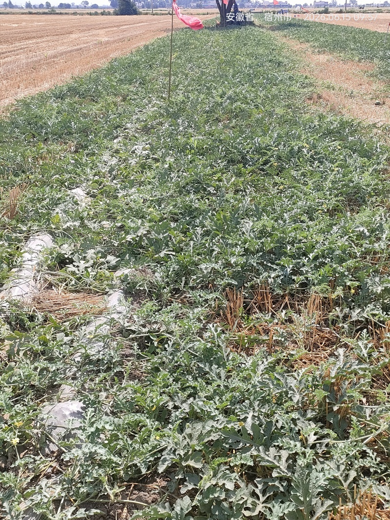 西红柿现货速发，物美价廉欢迎老板选购