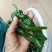 【精选】山东辣妹子种植基地现摘先发大量供应商超档口