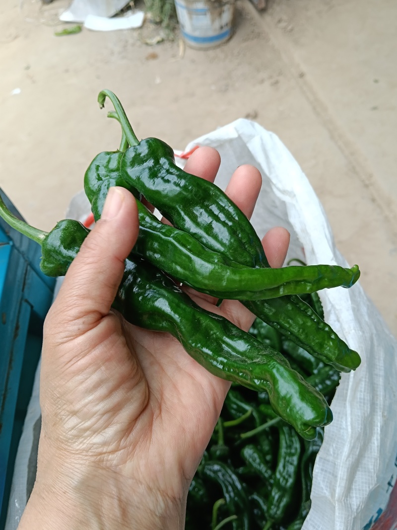 【精选】山东辣妹子种植基地现摘先发大量供应商超档口
