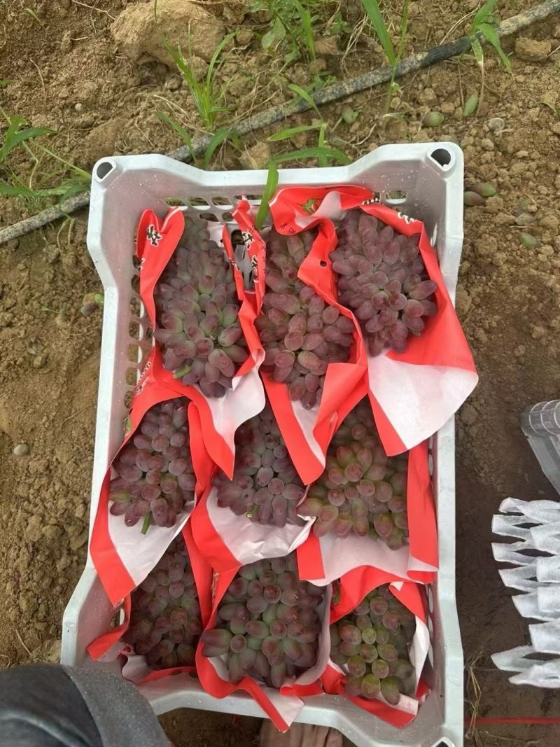 茉莉香葡萄，香甜无核加