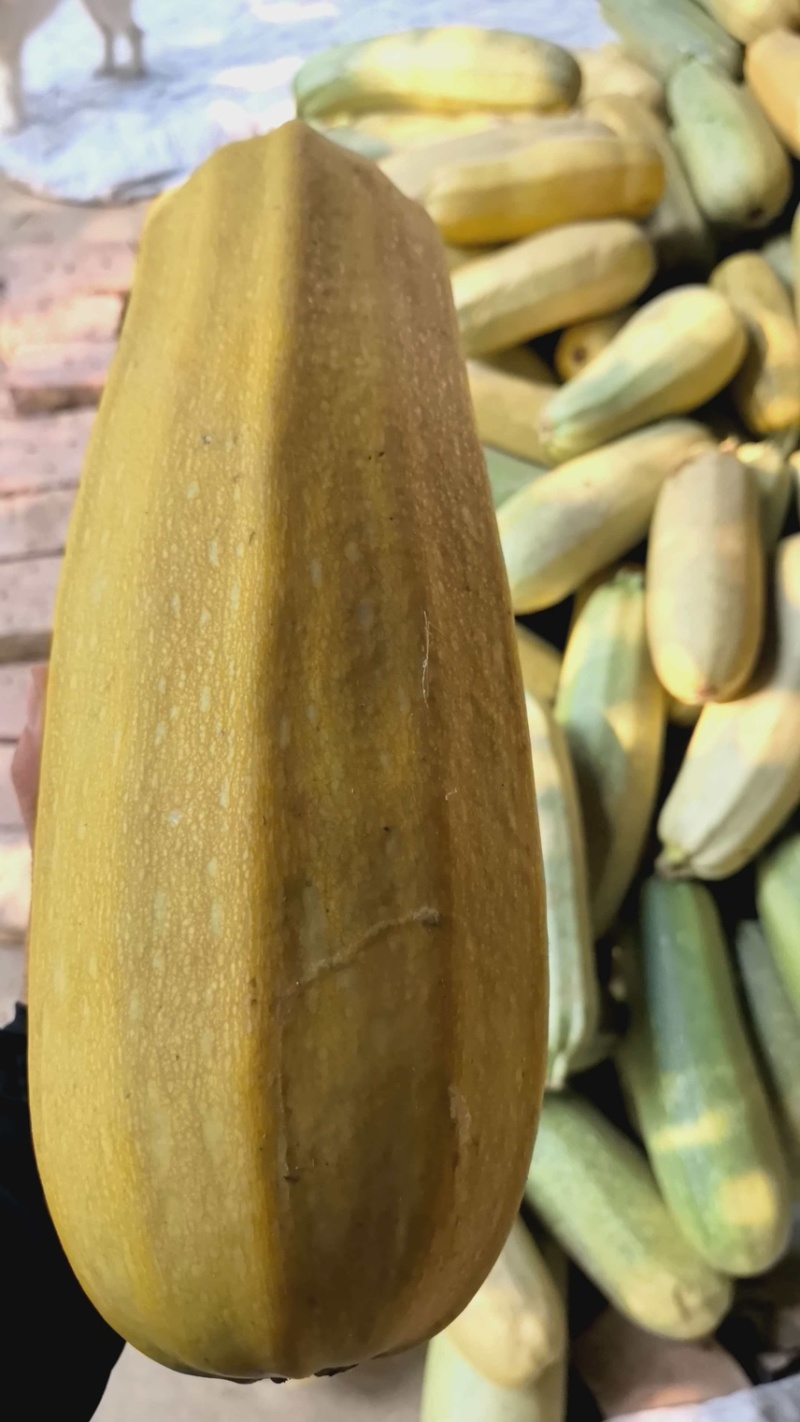西葫芦、绿皮大长条